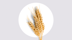Image of wheat grains